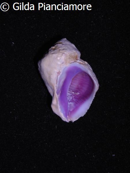 no photo for this shell